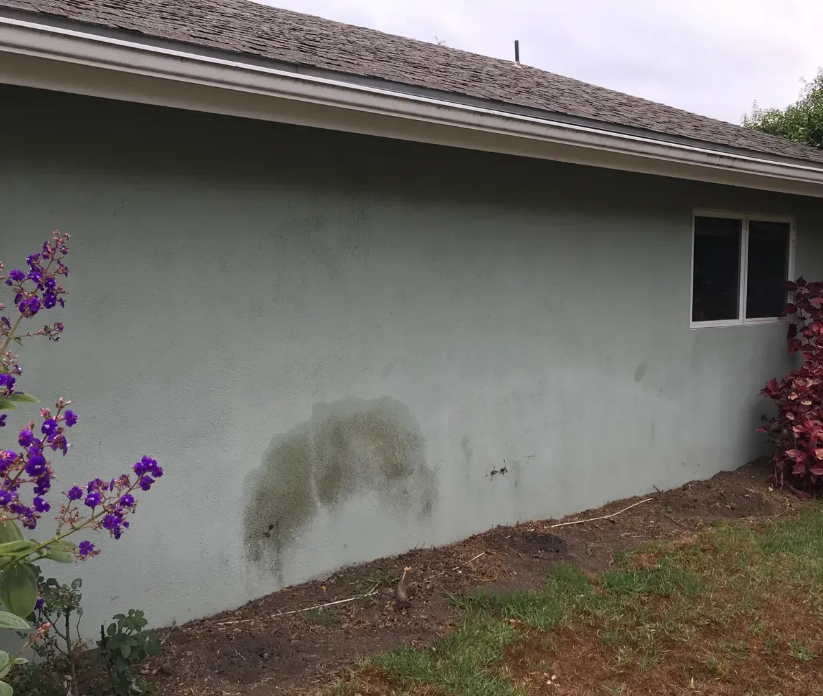 Santa Barbara stucco home wall before soft washing, with green algae staining near the base